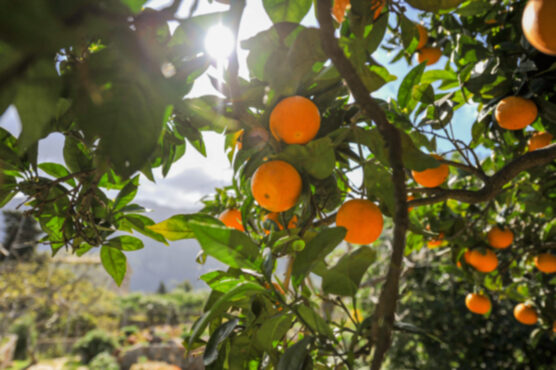 Naranjo